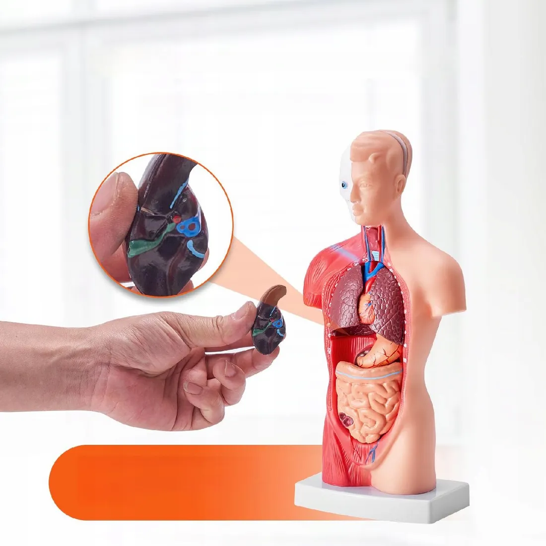 model-anatomiczny-tors-15-czesci