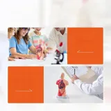 model-anatomiczny-tors-15-czesci-stan-nowy-marka-bez-marki