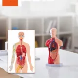 model-anatomiczny-tors-15-czesci-kod-producenta-vevor-stan-nowy
