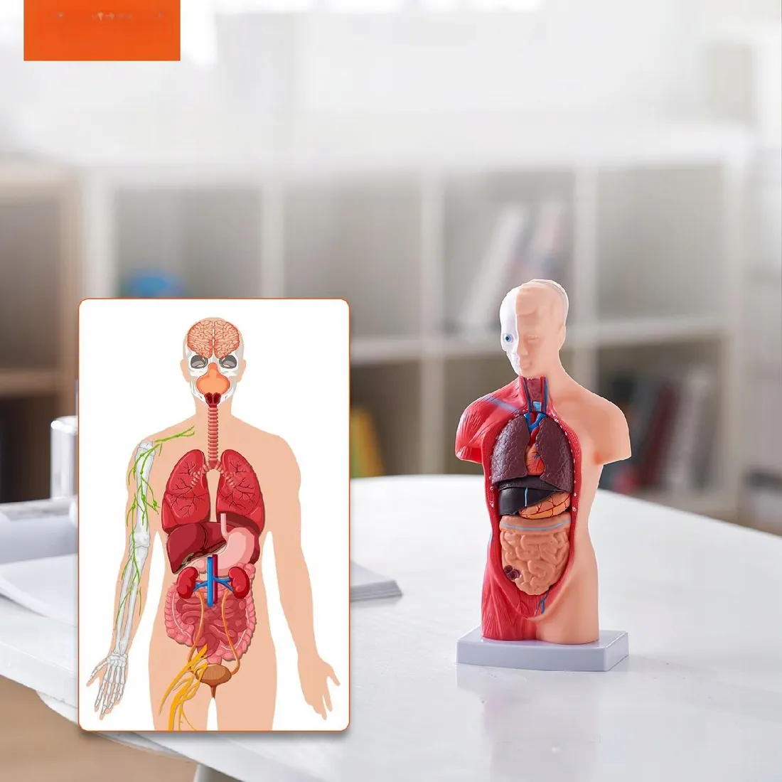 model-anatomiczny-tors-15-czesci