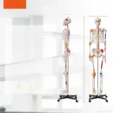 model-anatomiczny-szkielet-stan-nowy