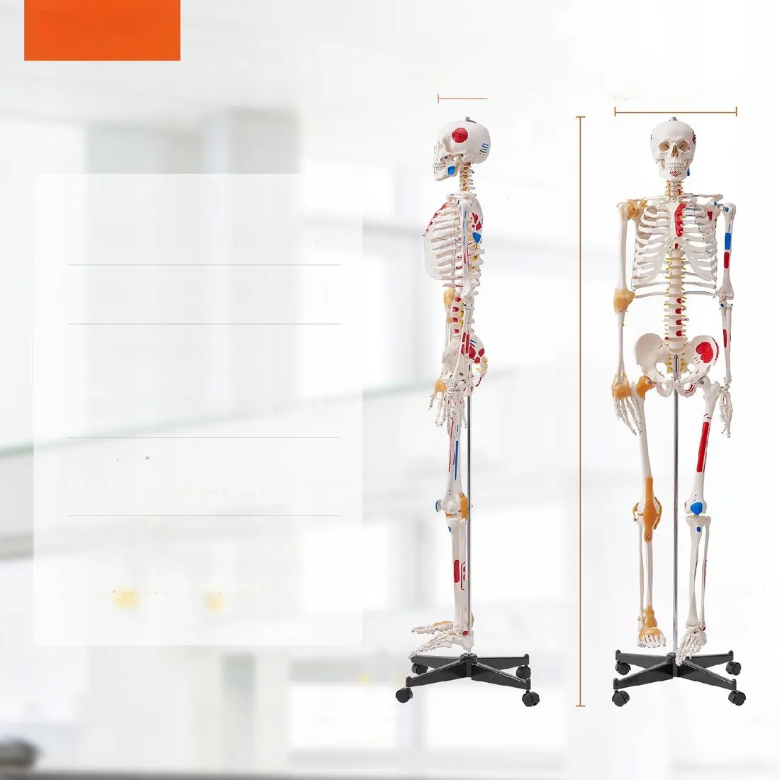 model-anatomiczny-szkielet