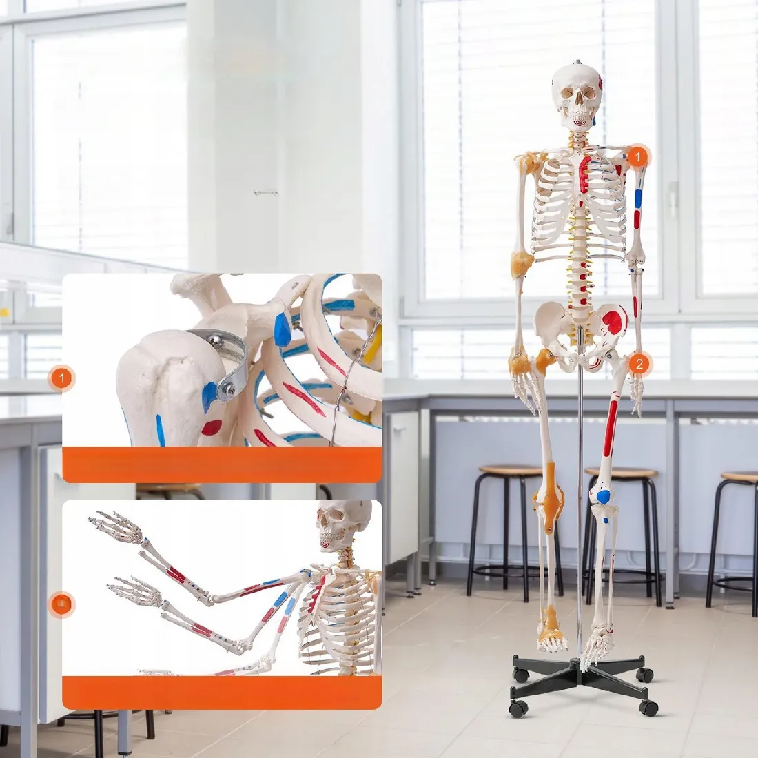 model-anatomiczny-szkielet
