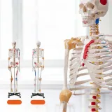 model-anatomiczny-szkielet-rodzaj-szkielet