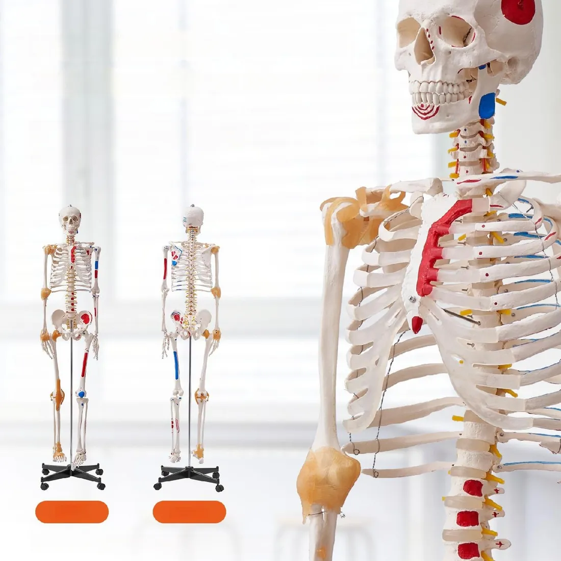 model-anatomiczny-szkielet-stan-nowy