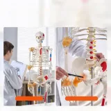 model-anatomiczny-szkielet-stan-nowy-kod-producenta-vevor