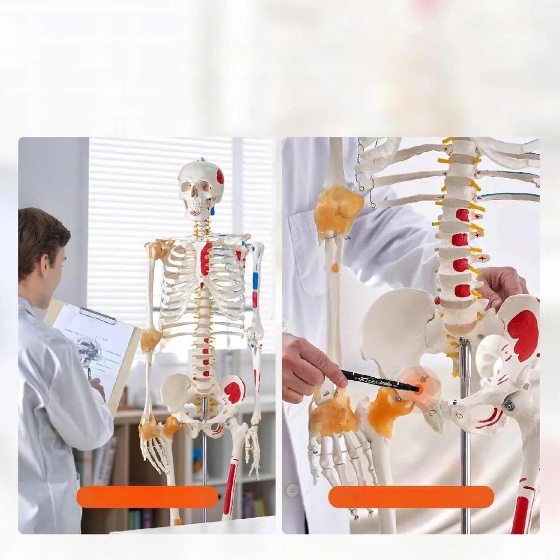 model-anatomiczny-szkielet
