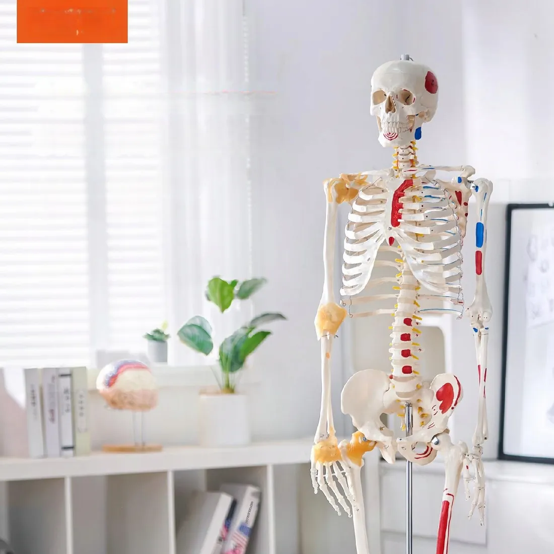 model-anatomiczny-szkielet