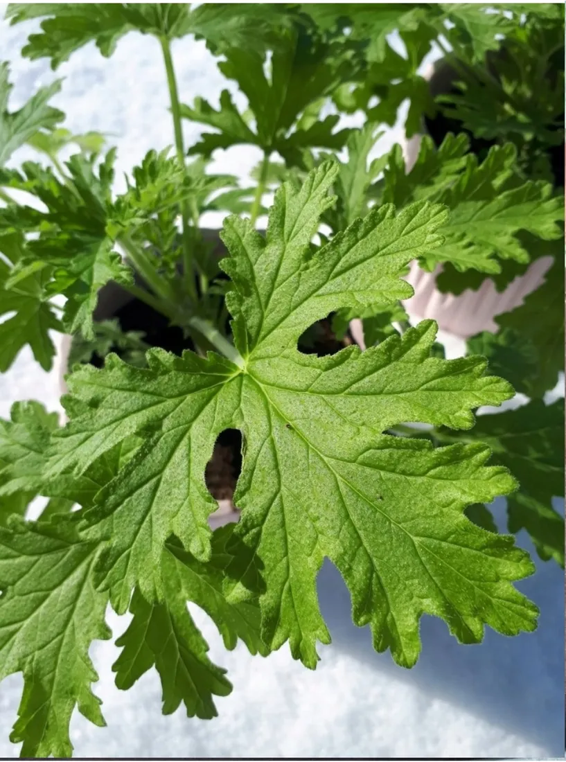 geranium-anginka-roslina