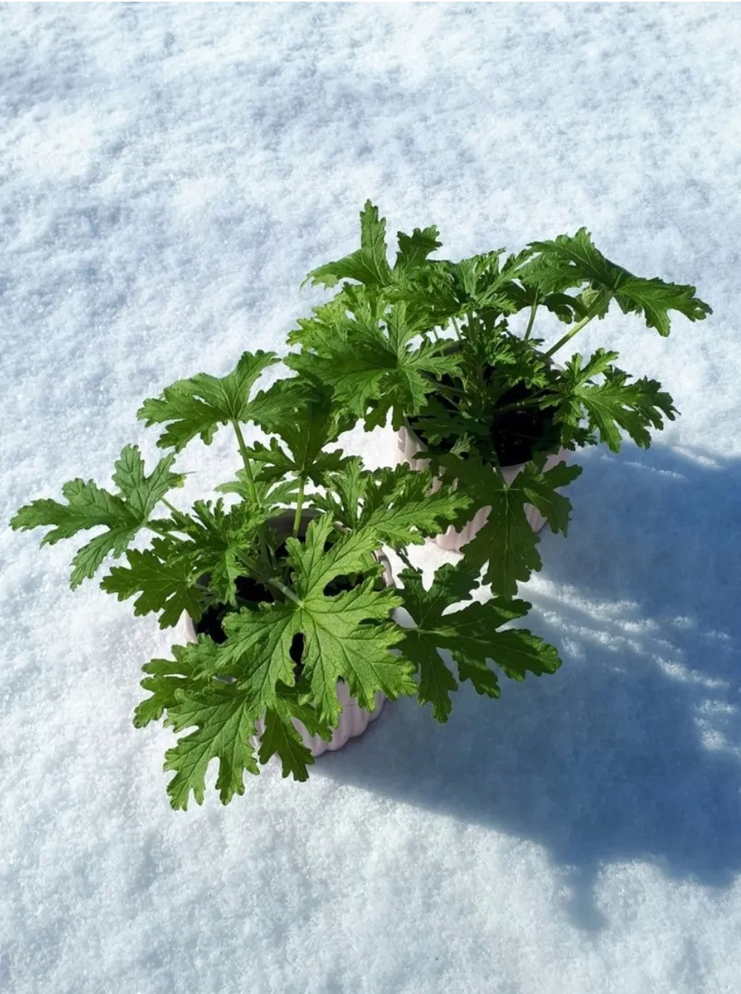 geranium-anginka-roslina-rodzaj-rosliny-rosliny-zielone