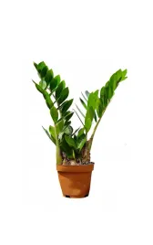 zamiokulkas-zamiolistny-zamioculcas-zamiifolia