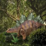 national-geographic-puzzle-3d-stegosaurus-plec-chlopcy-dziewczynki