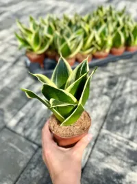 sansevieria-karlowa-golden-hahnii