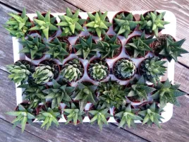 sukulent-haworthia-mix-5-sztuk