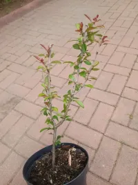 pigwowiec-japonski-na-nalewki-soki