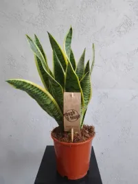 sansevieria-laurentii-xl-duza-roslina
