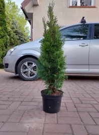 tuja-szmaragd-60-cm-na-zywoplot