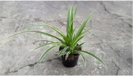 zielistka-chlorophytum-variegatum