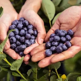 borowka-amerykanska-zestaw-3-sztuk