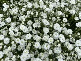gipsowka-biala-delikatne-kwiaty-bylina-festiwal-white-flare-sadzonka-p9
