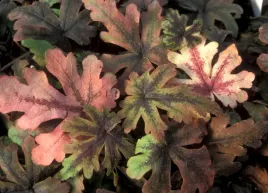 tiarella-iron-butterfly-tiarella