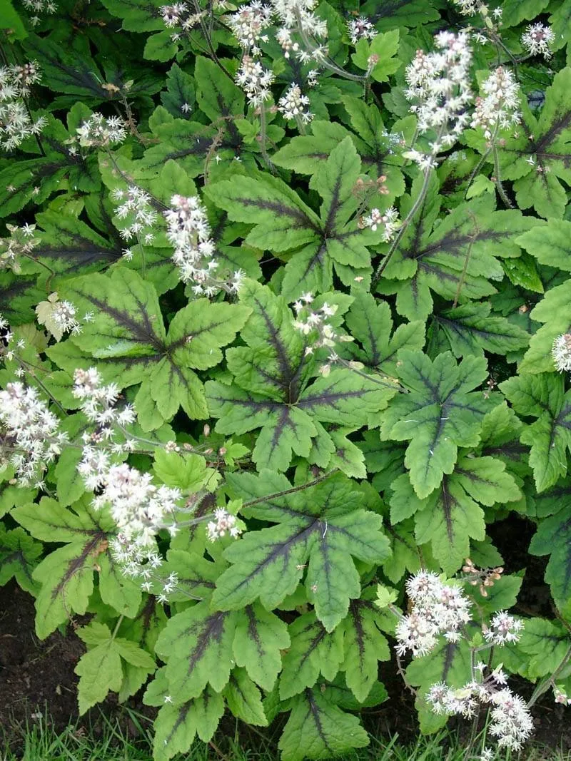 tiarella-iron-butterfly-tiarella-rodzaj-rosliny-inny