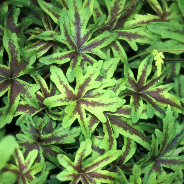 tiarella-iron-butterfly-tiarella-kolor-kwiatow-biale