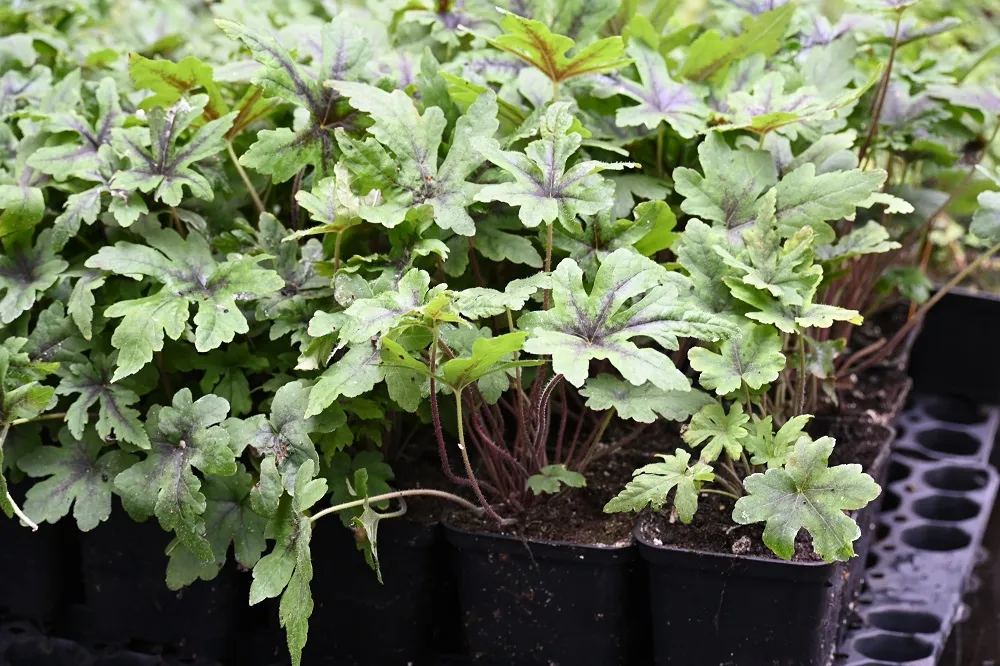 tiarella-iron-butterfly-tiarella-rodzaj-rosliny-inny
