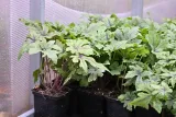 tiarella-iron-butterfly-tiarella-styl-ogrod-nowoczesny