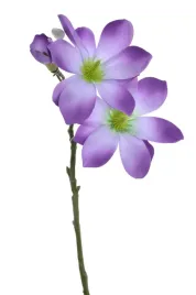 magnolia-galazka-niebiesko-fioletowa