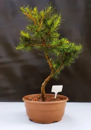 zywe-drzewko-bonsai-modrzew-europejski-larix-decidua-prezent-10-letni-115