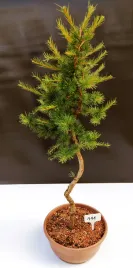 zywe-drzewko-bonsai-modrzew-europejski-larix-decidua-prezent-10-letni-111