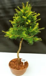 zywe-drzewko-bonsai-modrzew-europejski-larix-decidua-prezent-10-letni-135