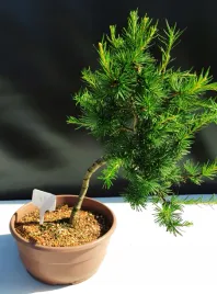 bonsai trees seeds Bonsai Tree Seeds, 20+ Seeds, Trident Maple (Acer buergerianum), Ideal –  Jayme Garden main image 1