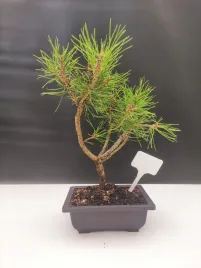 zywe-drzewko-bonsai-sosna-czarna-pinus-nigra-10-letni-na-prezent-300