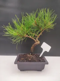 bonsai-sosna-czarna-zywe-drzewko-pinus-nigra-10-letni-prezent-309