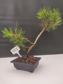 zywe-drzewko-bonsai-sosna-czarna-pinus-nigra-10-letni-na-prezent-302