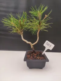 zywe-drzewko-bonsai-sosna-czarna-pinus-nigra-10-letni-na-prezent-303