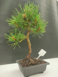 zywe-drzewko-bonsai-sosna-czarna-pinus-nigra-10-letni-na-prezent-308