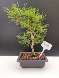 zywe-drzewko-bonsai-sosna-czarna-pinus-nigra-10-letni-na-prezent-310