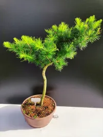 zywe-drzewko-bonsai-modrzew-europejski-larix-decidua-prezent-10-letni-126