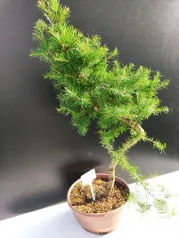 zywe-drzewko-bonsai-modrzew-europejski-larix-decidua-prezent-10-letni-161