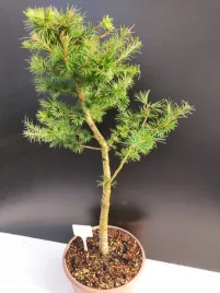 zywe-drzewko-bonsai-modrzew-europejski-larix-decidua-prezent-10-letni-166