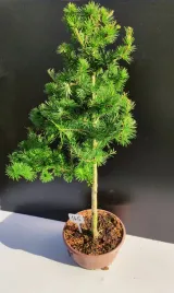 zywe-drzewko-bonsai-modrzew-europejski-larix-decidua-prezent-10-letni-165