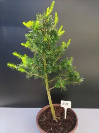 zywe-drzewko-bonsai-modrzew-europejski-larix-decidua-prezent-10-letni-147
