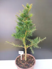 zywe-drzewko-bonsai-modrzew-europejski-larix-decidua-prezent-10-letni-170