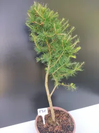 zywe-drzewko-bonsai-modrzew-europejski-larix-decidua-prezent-10-letni-171