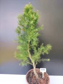 zywe-drzewko-bonsai-modrzew-europejski-larix-decidua-prezent-10-letni-181