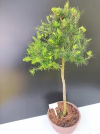zywe-drzewko-bonsai-modrzew-europejski-larix-decidua-prezent-10-letni-177
