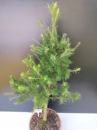 zywe-drzewko-bonsai-modrzew-europejski-larix-decidua-prezent-10-letni-180